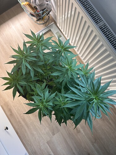 Growreport Bild 17