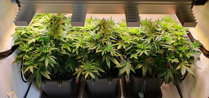 Growreport Bild 3