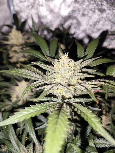 Growreport Bild 2