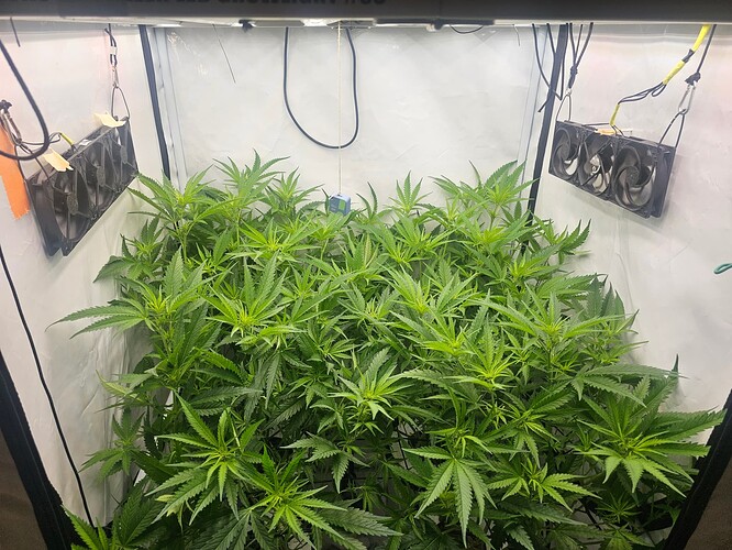 Growreport Bild 73