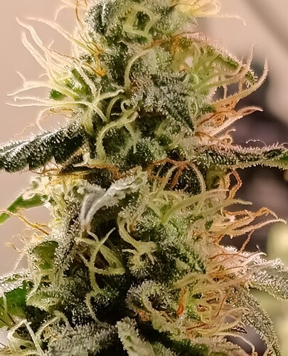 Growreport Bild 20
