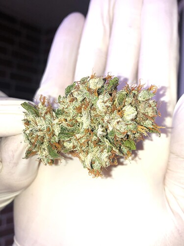 Growreport Bild 76