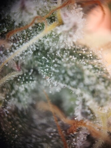 Growreport Bild 5