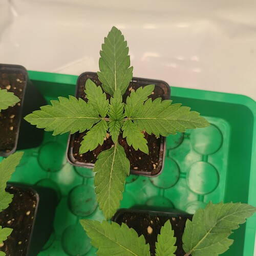 Growreport Bild 16