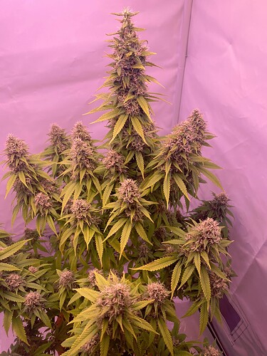 Growreport Bild 4