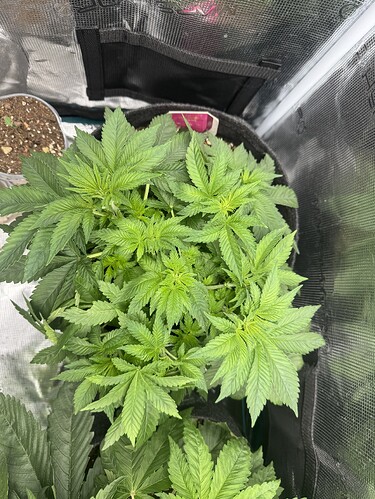 Growreport Bild 1