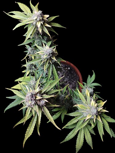 Growreport Bild 35
