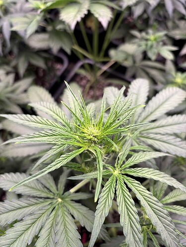 Growreport Bild 2