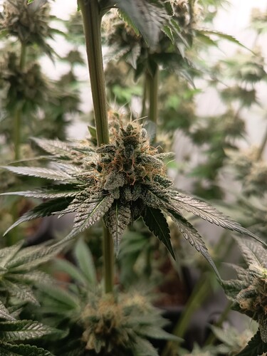 Growreport Bild 9