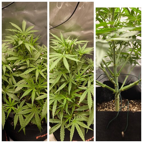 Growreport Bild 4