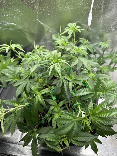 Growreport Bild 20
