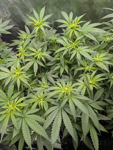 PXL_20250710_180820536