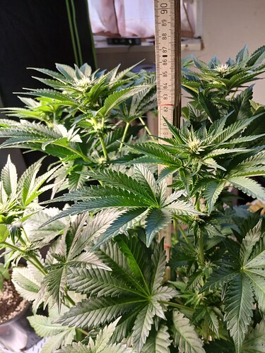 Growreport Bild 2