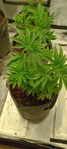 Growreport Bild 6