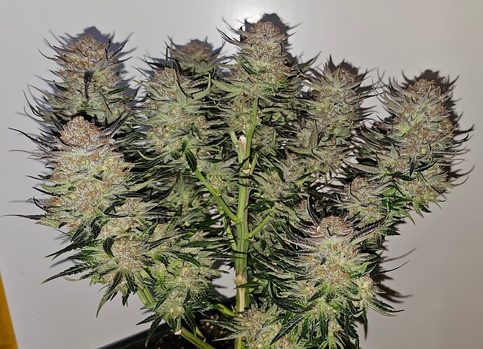 Growreport Bild 46