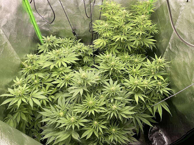 Growreport Bild 2