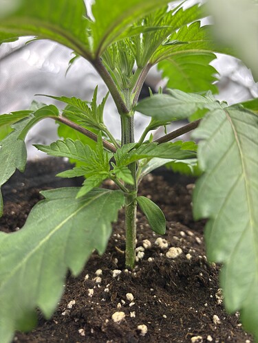 Growreport Bild 8
