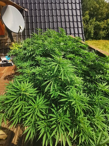 Growreport Bild 3