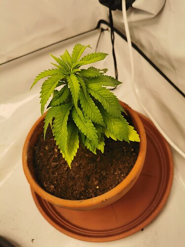 Growreport Bild 1