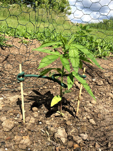 Grow26_0609_20