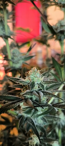 Growreport Bild 4