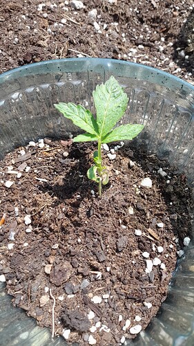 Growreport Bild 4