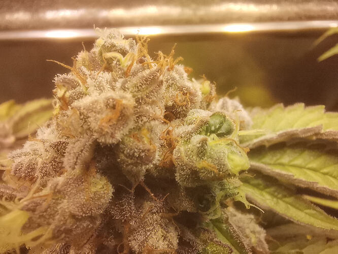 Growreport Bild 25