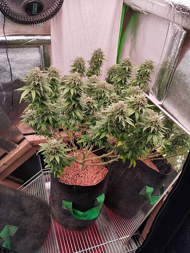 Growreport Bild 9