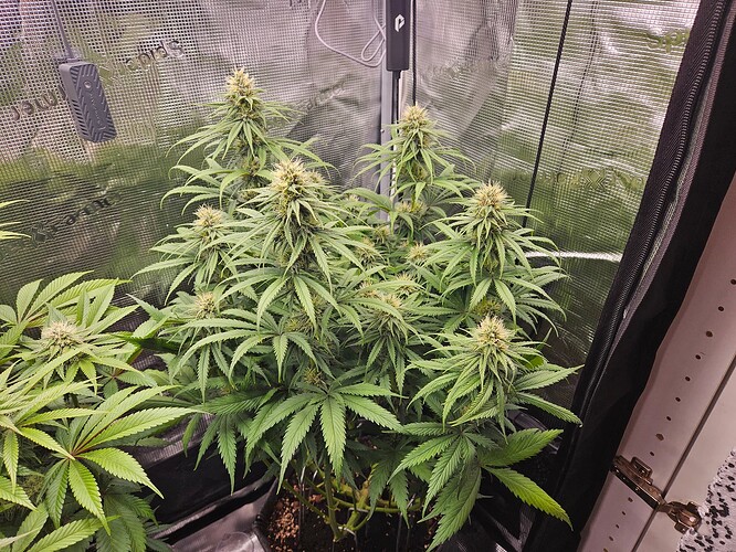 Growreport Bild 2