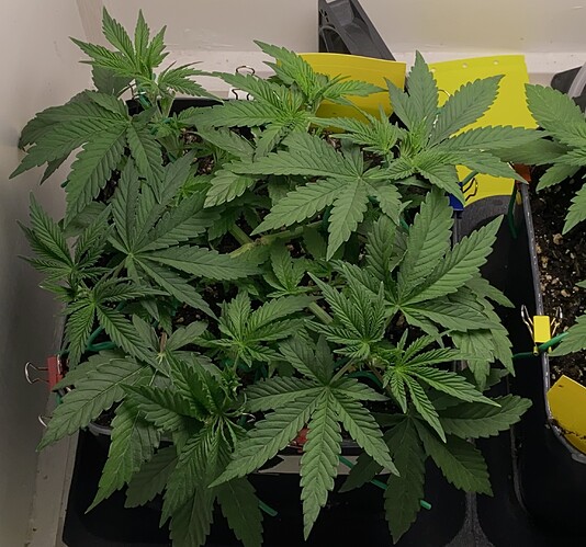 Growreport Bild 2