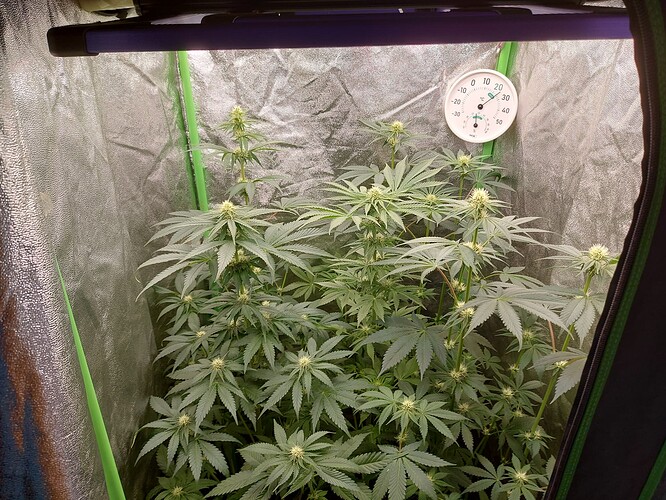 Growreport Bild 4