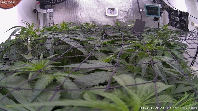 Growreport Bild 6
