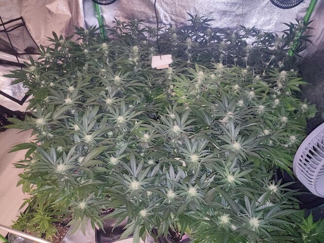 Growreport Bild 20