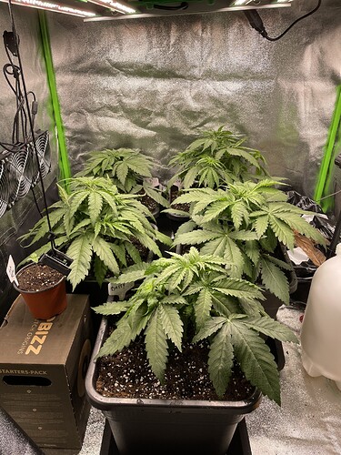 Growreport Bild 3