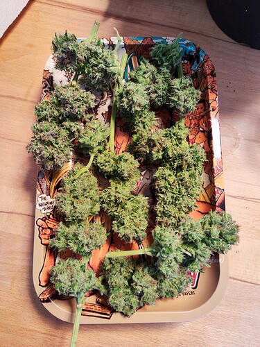 Growreport Bild 7