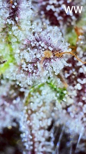 Growreport Bild 3