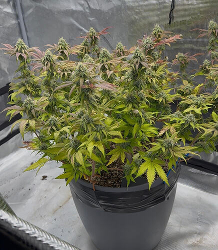 Growreport Bild 41