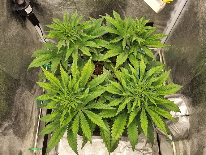 Growreport Bild 12