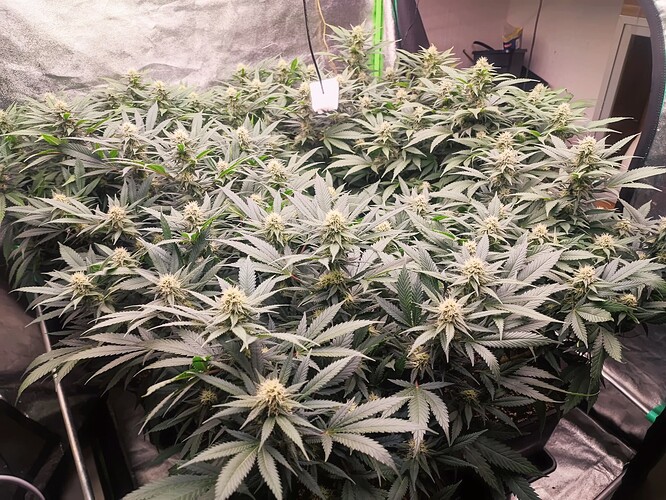 Growreport Bild 4