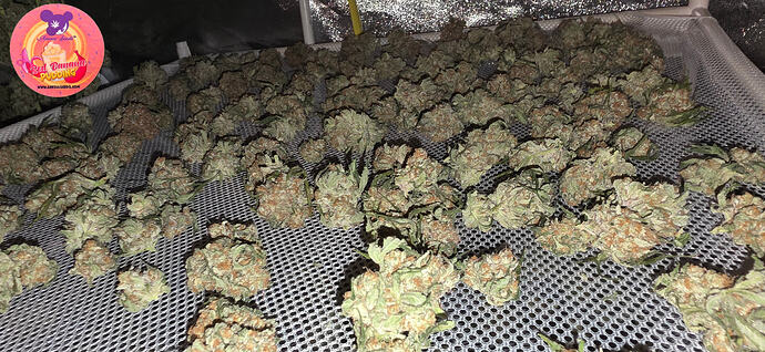 Growreport Bild 79