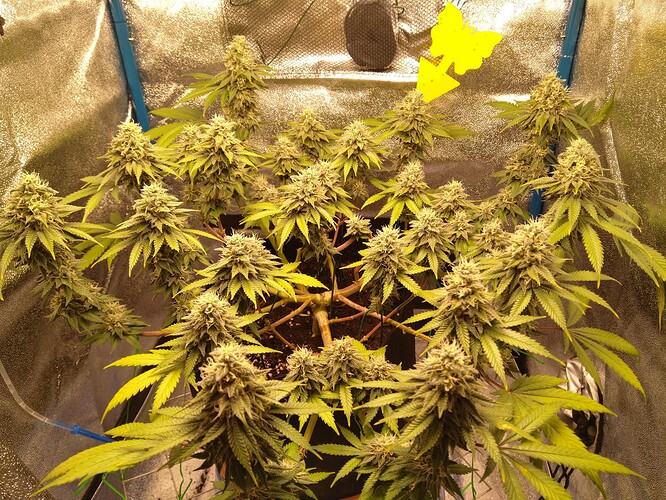 Growreport Bild 2