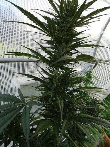 Growreport Bild 34