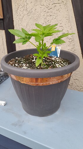 Growreport Bild 31