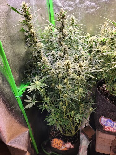 Growreport Bild 2