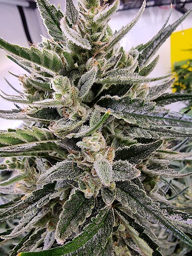 Growreport Bild 13