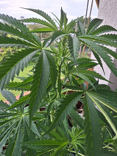 Growreport Bild 6