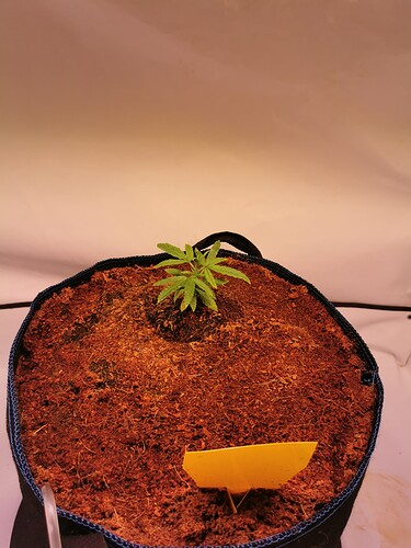 Growreport Bild 1