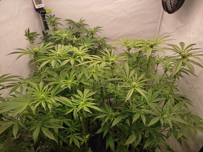 Growreport Bild 3
