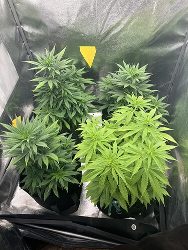 Growreport Bild 6