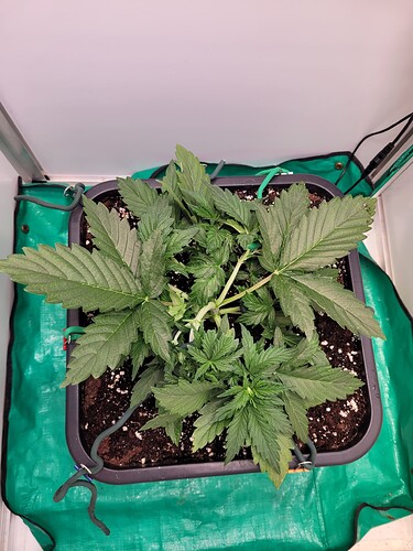 Growreport Bild 2